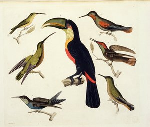 Indfødte fugle, herunder tukanen (i midten), Amazonas, Brasilien, fra 