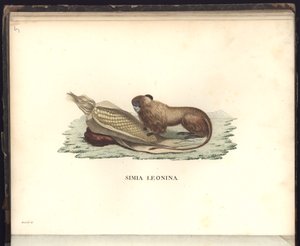 Simia leonina, Pl.V, illustration fra, observationer fra zoologi og sammenlignende anatomi samlet på en rejse til de tropiske lande på det nye kontinent, i årene 1799, 1800, 18 af Baron Friedrich Alexander von Humboldt