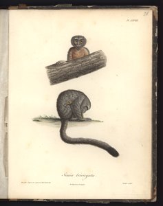 Simia trivirgata, Pl.XXVIII, stål indgraveret af Louis Bouquet (1765-1814) efter en gravering af Nicola Huet (1770-1827), illustration fra 