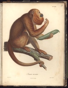 Simia ursina, Pl.XXX, illustration fra kompendium af observationer af zoologi og sammenlignende anatomi, lavet i Atlanterhavet, i det indre af det nye kontinent og i Sydhavet gennem årene
