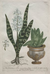 Aloe. af Bartholomaus Seutter