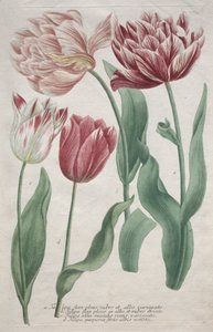 Tulipaner af Bartholomaus Seutter
