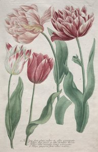 Tulipaner. af Bartholomaus Seutter