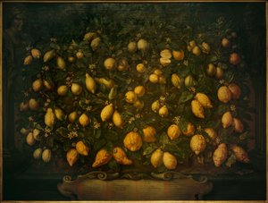 Bitre appelsiner, ceder citroner og citroner