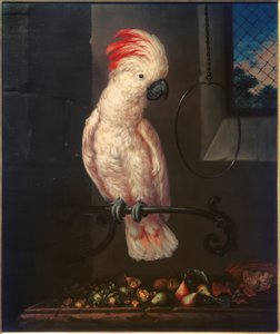 Hvid papegøje