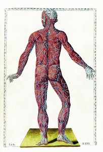 Tabulae anatomicae af Bartolomeo Eustachi