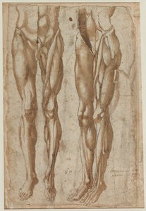 To studier af en flået mand (recto) af Bartolommeo da Arezzo