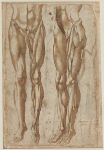 To studier af en flået mand recto Studie af en flået torso verso, 1554. af Bartolommeo da Arezzo