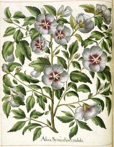 Alcca Syriaca, fra 