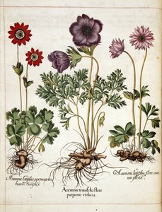 Anemone, fra 