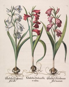 Gladiolus italicus rød blomst, 1613