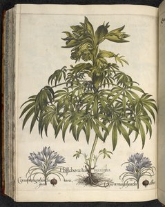 Helleborus, Illustration fra 
