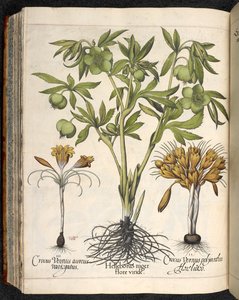 Helleborus niger, Crocus vernus, fra Hortus Eystettensis, af Basilius Besler af Basilius Besler