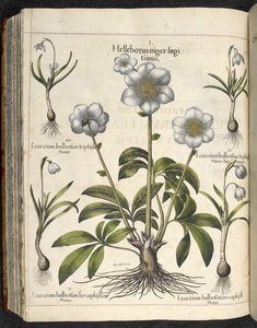 Helleborus niger, Illustration fra 