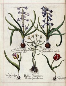Hyacint og tulipan, fra 