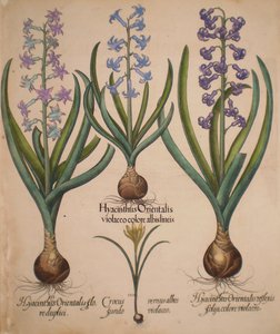 Hyacinthus orientalis floreduplici-Hyacinthus orientalis violaceo albislienis-Crocus vernus albus fundo violaceo-Hyacinthus orientalis reflexis folys colore violaceo af Basilius Besler