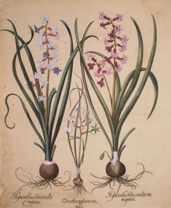 Hyacinthus orientalis mixtus-Ornithogalum minus-Hyacinthus orientalis veriegatus af Basilius Besler