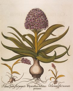 Hyacinthus stellatus, 1613