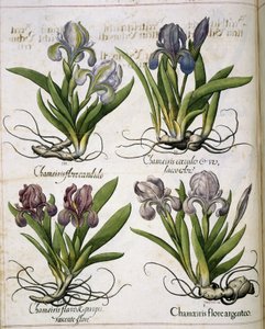 Iris, fra 