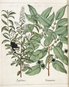 Ligustrum og Guiacana, fra 
