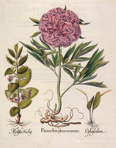 Paeonia i fuldt flor, 1613