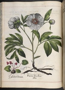 Tavle 106: Cyclamen Vernum, Paonia Mas flore albo, fra Hortus Eystettensis, af Basilius Besler