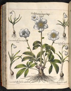 Plade 29: Sort Helleborus ...   Eystettens have, ...  Basil Besler af Basilius Besler