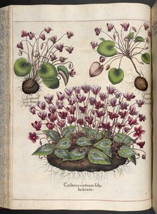 Tallerken 348: Cyclamen.  Eystettens have, ...  Basil Besler  1613 af Basilius Besler