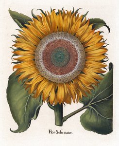 Almindelig solsikke, Flos Solis Maior