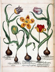 Tulipan, fra 