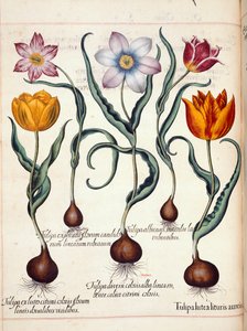 Tulipaner, fra 