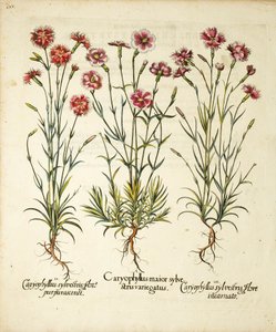 Varieteter af Caryophyllus Sylvestris offentliggjort i Hortus Eystettensis, 1613 af Basilius Besler