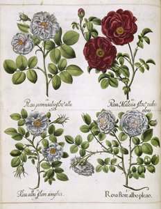 Hvid og rød rose, fra 