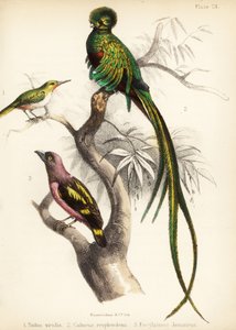 Jamaicansk tody, strålende quetzal og båndet brednæb. 1855 (litografi)