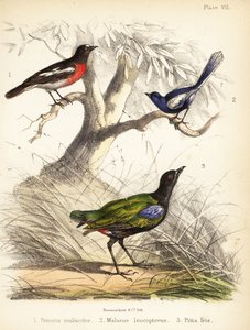 Stillehavsrobin, hvidvinget gøgle og regnbuepita. 1855 (litografi)