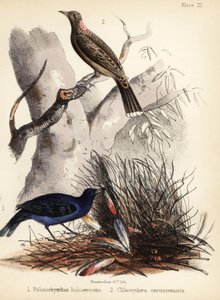 Satin og fawn-breasted bowerbirds. 1855 (litografi)