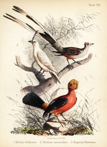 Saksehalefluesnapper, hvid klokke og Andeshane fra 1855 (litografi)