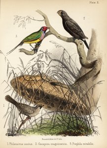 Selskabelig væver, stor jordfinke og Gouldian finke. 1855 (litografi)
