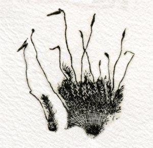 Budding Moss, 2014, (trægravering på gampi)