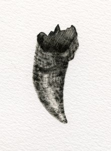 Feline Tooth, 2014, (trægravering på papir) af Bella Larsson