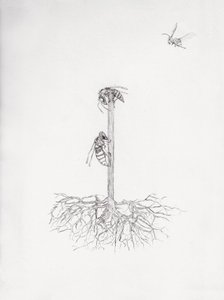 Wasp Tree, 2021 (koldnål og blyant på papir) af Bella Larsson