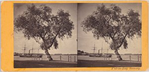Piletræ. Plantet af Com. Perry og andre overlevende fra slaget ved Lake Erie for at markere gravstedet for de dræbte. af Benedict