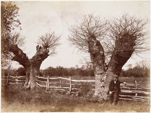 A Hedgerow Tree, 1852 (albumin print)