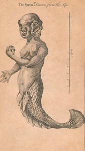 Syrenen tegnet fra livet, 1759