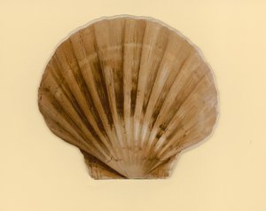 Illustration til hæfte med titlen Sea Shells (color litho)