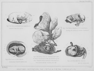 Anatomi, graviditet, fosteret og fosterkredsløbet (litho)