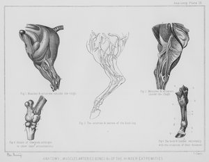 Anatomi, muskler, arterier, knogler osv. af de bageste ekstremiteter (litho)