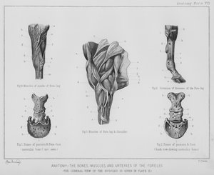 Anatomi, knogler, muskler og arterier i forbenet (litho)