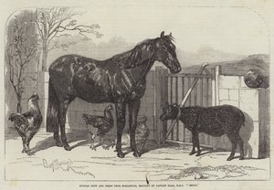 Russisk Pony og Får fra Bomarsund, medbragt af Kaptajn Hall, HMS Hecla