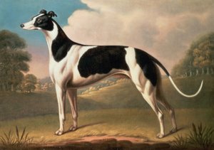 Greyhound, 1800 olie på lærred